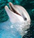 dolphin[1].jpg